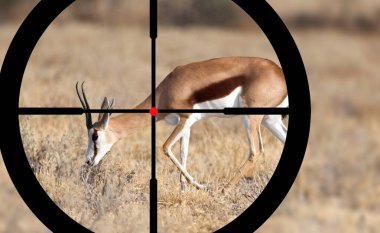 Ortak Bir Impala Avcılık (Aepyceros melampus)