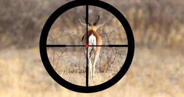 Ortak Bir Impala Avcılık (Aepyceros melampus)