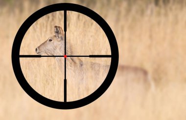 Namibya Avcılık waterbuck