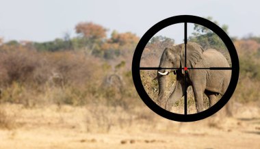 Avcılık: Doğal yaşam alanı içinde Afrika fili