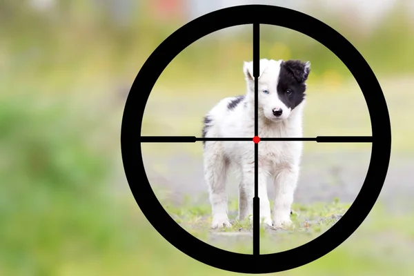 Jacht op een kleine Border Collie — Stockfoto