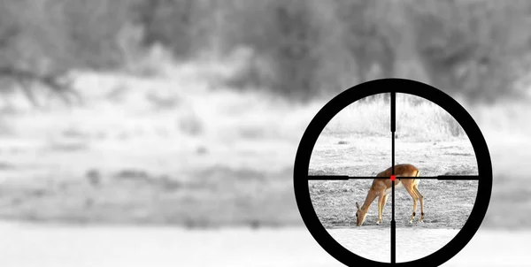 狩猎一个普通的伊帕拉（阿皮塞罗斯梅兰普斯) — 图库照片