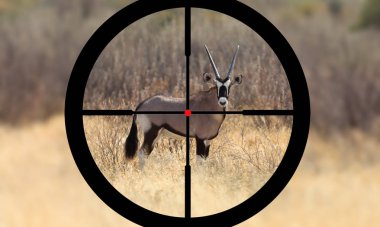 Kalahari çölünde bir oryx avcılık