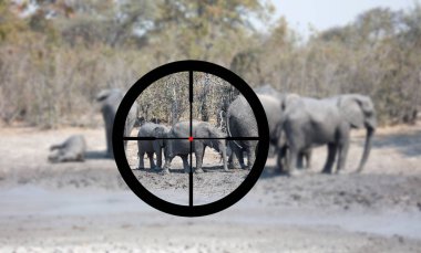 Avcılık: Doğal yaşam alanı içinde Afrika fili