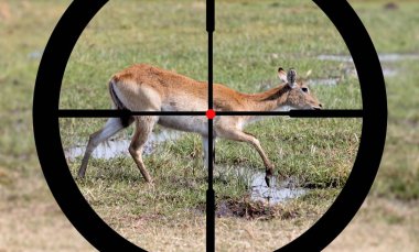Namibya Avcılık waterbuck