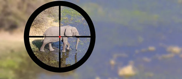 Avcılık: Doğal yaşam alanı içinde Afrika fili — Stok fotoğraf