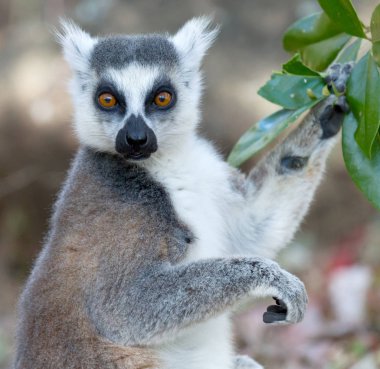 Ünlü Madagaskar Maki lemur, Halka kuyruklu lemur, yeme