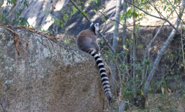 Ünlü Madagaskar Maki lemur, Halka kuyruklu lemur.