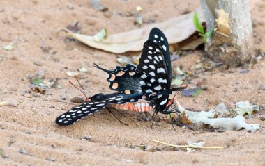 Kelebek-Papilio (Pharmacophagus Antenor) çiftleşme