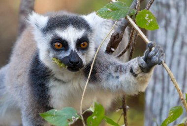 Ünlü Madagaskar Maki lemur, Halka kuyruklu lemur, yeme