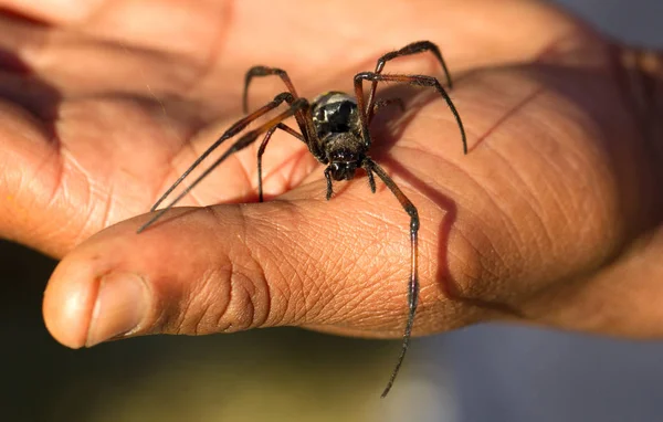 Golden Silk Orb-Weaver på sidan — Stockfoto