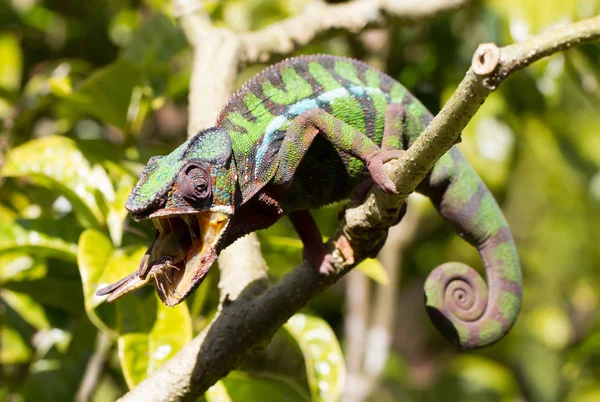Panther Chameleon Furcifer pardalis, lov — Stock fotografie