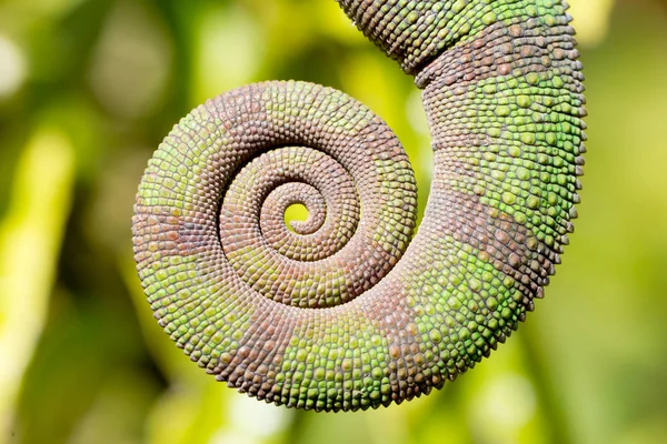 Rolled up tail of a panther chameleon (Furcifer pardalis) — Stock Photo, Image