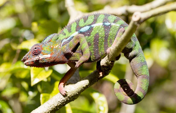 Madagaskar'dan Panter bukalemun Furcifer pardalis
