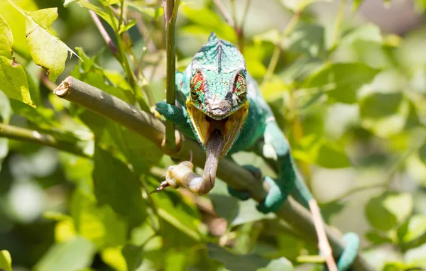 Camaleão-pantera Furcifer pardalis, caça — Fotografia de Stock