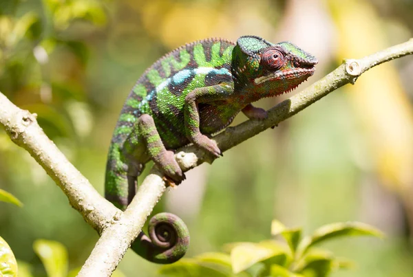 Panther chameleon Furcifer pardalis from Madagascar — Stock Photo, Image