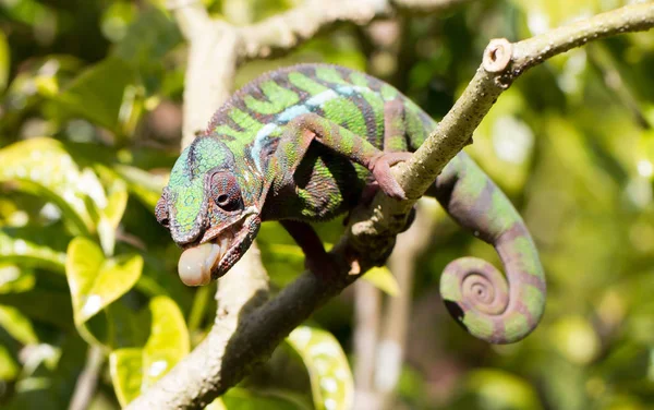 Panther camaleón Furcifer pardalis, caza — Foto de Stock