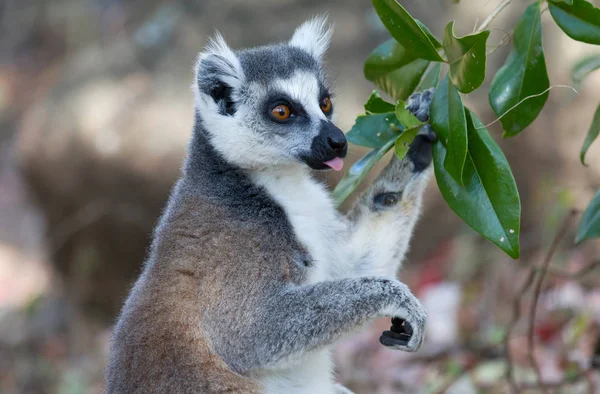 Ünlü Madagaskar Maki lemur, Halka kuyruklu lemur, yeme — Stok fotoğraf