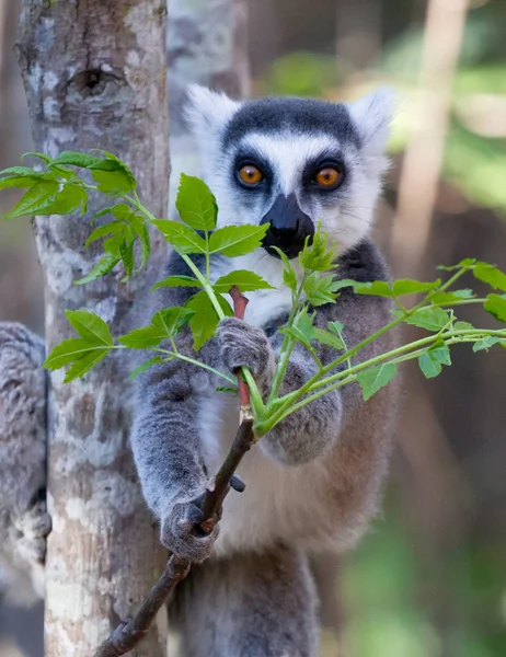 Знаменитый Мадагаскар Маки Лемур, Кольцехвостый лемур, ест — стоковое фото