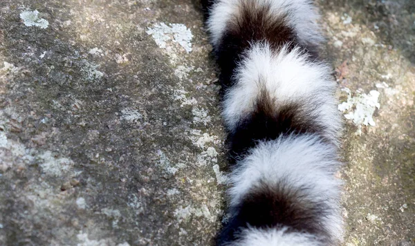 著名的马达加斯加马基狐猴，环尾狐猴，尾巴 — 图库照片