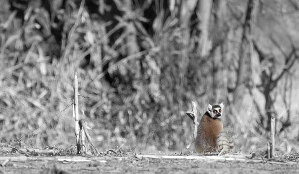 Famoso lémur Maki de Madagascar, lémur de cola anillada . —  Fotos de Stock