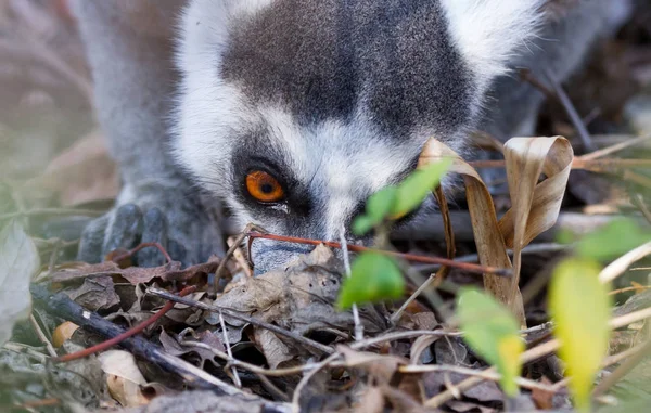 Slavný Madagaskar Maki lemur, Ring lemur, stravování — Stock fotografie