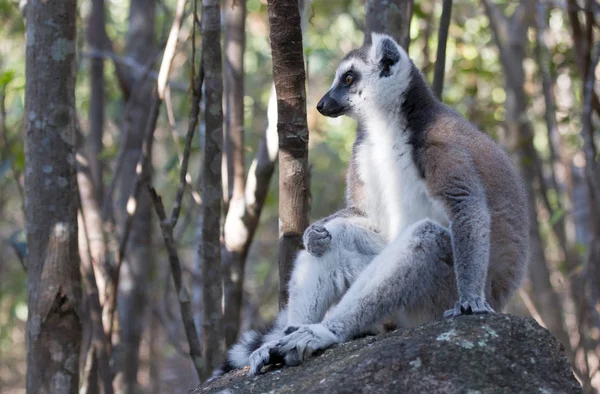 Famoso lémur Maki de Madagascar, lémur de cola anillada . — Foto de Stock