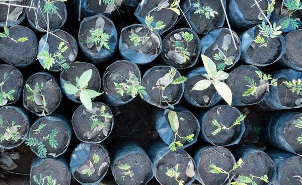 Pequena plantação de árvores em Madagáscar — Fotografia de Stock