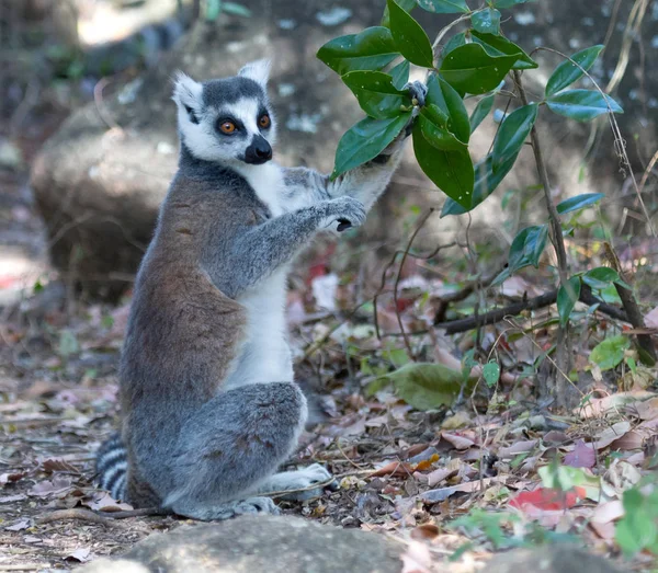 Berömda Madagaskar Maki Lemur, ring tailed Lemur, äta — Stockfoto