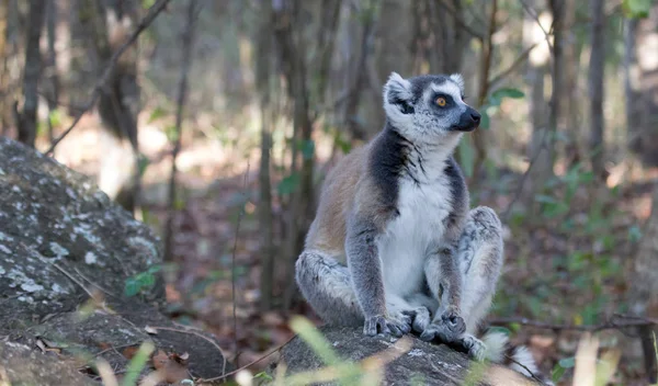 Famoso lémur Maki de Madagascar, lémur de cola anillada . — Foto de Stock
