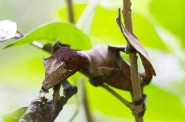 Uroplatus phantasticus, Madagas'daki şeytani yaprak kuyruklu kertenkele