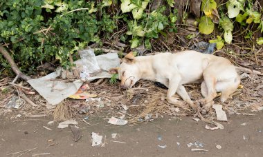 Uykulu sokak köpeği