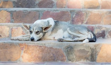 Uykulu sokak köpeği