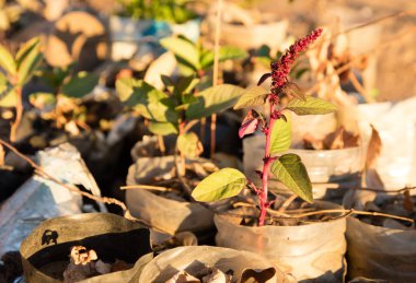 Madagaskar'da küçük ağaç ekimi