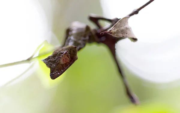 Uroplatus phantasticus, el geco satánico de cola de hoja en Madagas —  Fotos de Stock