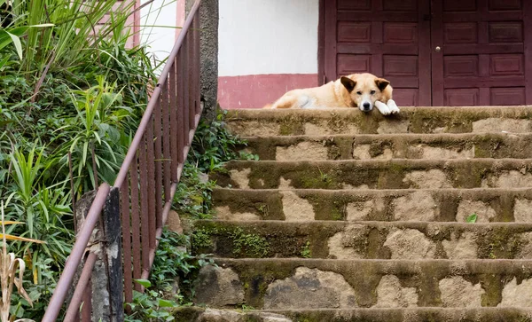 Sleepy street dog — Stock Photo, Image