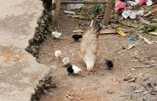 Hen with chicken in Madagascar, Africa