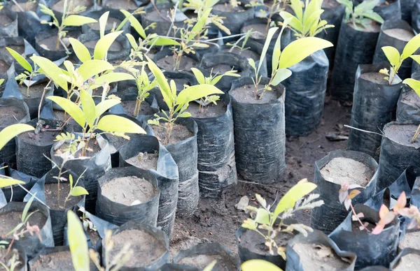 Kleine boom plantage in Madagaskar — Stockfoto