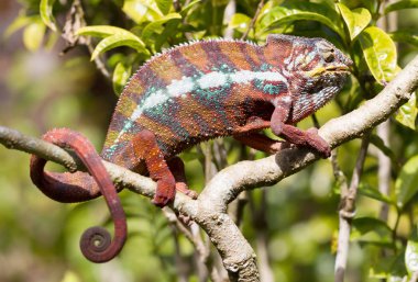 Panter bukalemun (Furcifer pardalis)