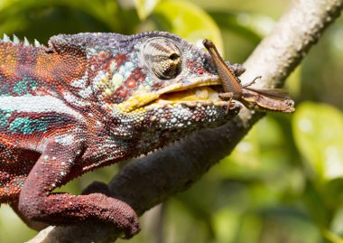 Panter bukalemun (Furcifer pardalis)