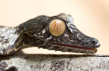 Madagaskar'da Uroplatus gecko