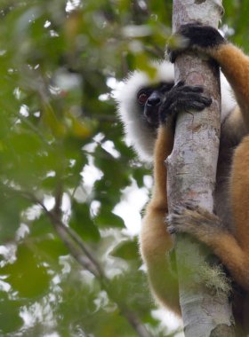 Madagaskar lemur dans altın sifaka
