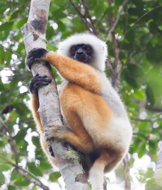 Madagaskar lemur dans altın sifaka
