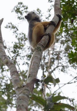 Madagaskar lemur dans altın sifaka