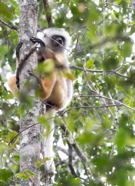 Madagaskar lemur dans altın sifaka