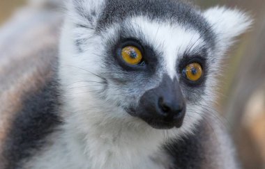 Ünlü Madagaskar Maki lemur, Halka kuyruklu lemur.
