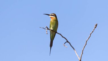 Zeytin Arısı yiyici (Merops superciliosus)