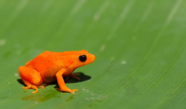 马达加斯加的番茄蛙 — 图库照片