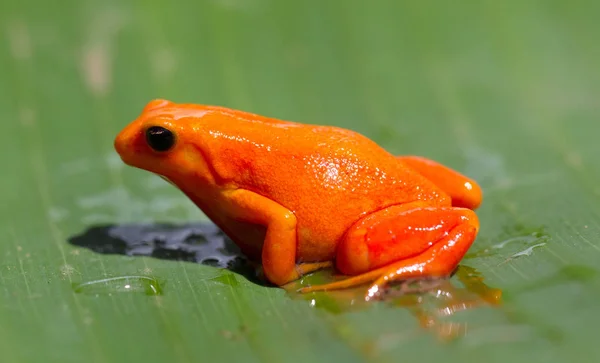 马达加斯加的番茄蛙 — 图库照片