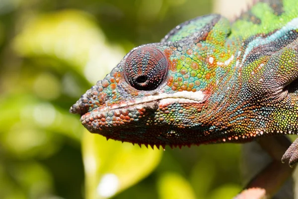 Panther chameleon Furcifer pardalis from Madagascar — Stock Photo, Image